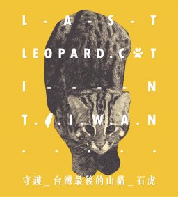 守護台灣最後的山貓-石虎